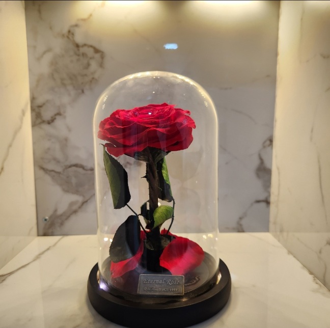 Preserved Roses I Single rose in A Glass Dome with Fairy Lights I Gifts for her I Forever Eternal Roses (2) - BAS Kuwait